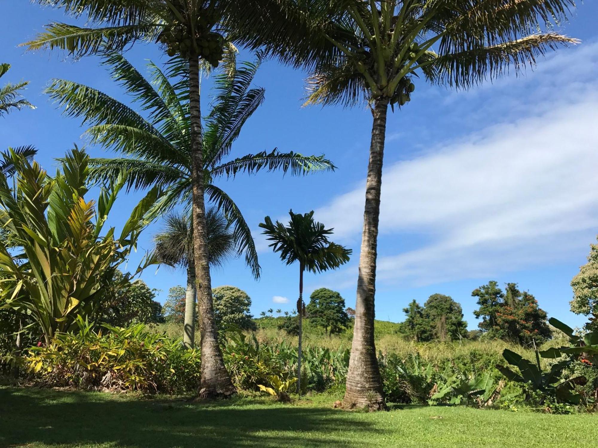 Island Goode'S - Luxury Adult Only Accommodation Near Hilo Papaikou 외부 사진