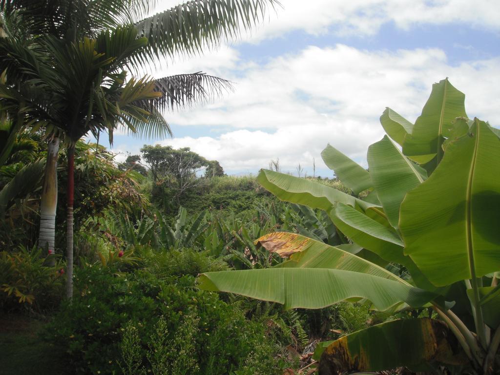 Island Goode'S - Luxury Adult Only Accommodation Near Hilo Papaikou 외부 사진