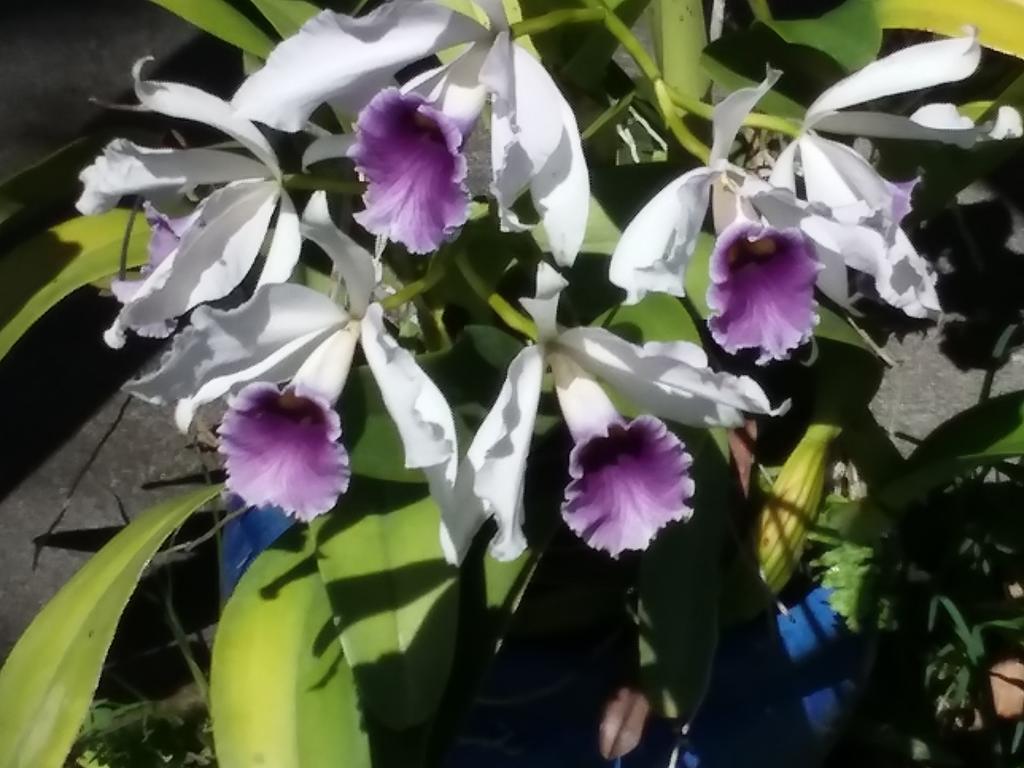 Island Goode'S - Luxury Adult Only Accommodation Near Hilo Papaikou 외부 사진