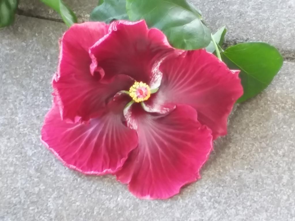 Island Goode'S - Luxury Adult Only Accommodation Near Hilo Papaikou 외부 사진