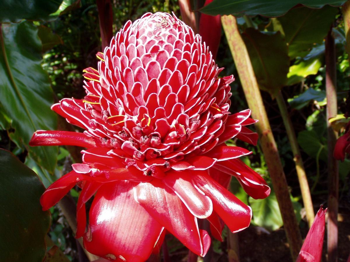 Island Goode'S - Luxury Adult Only Accommodation Near Hilo Papaikou 외부 사진