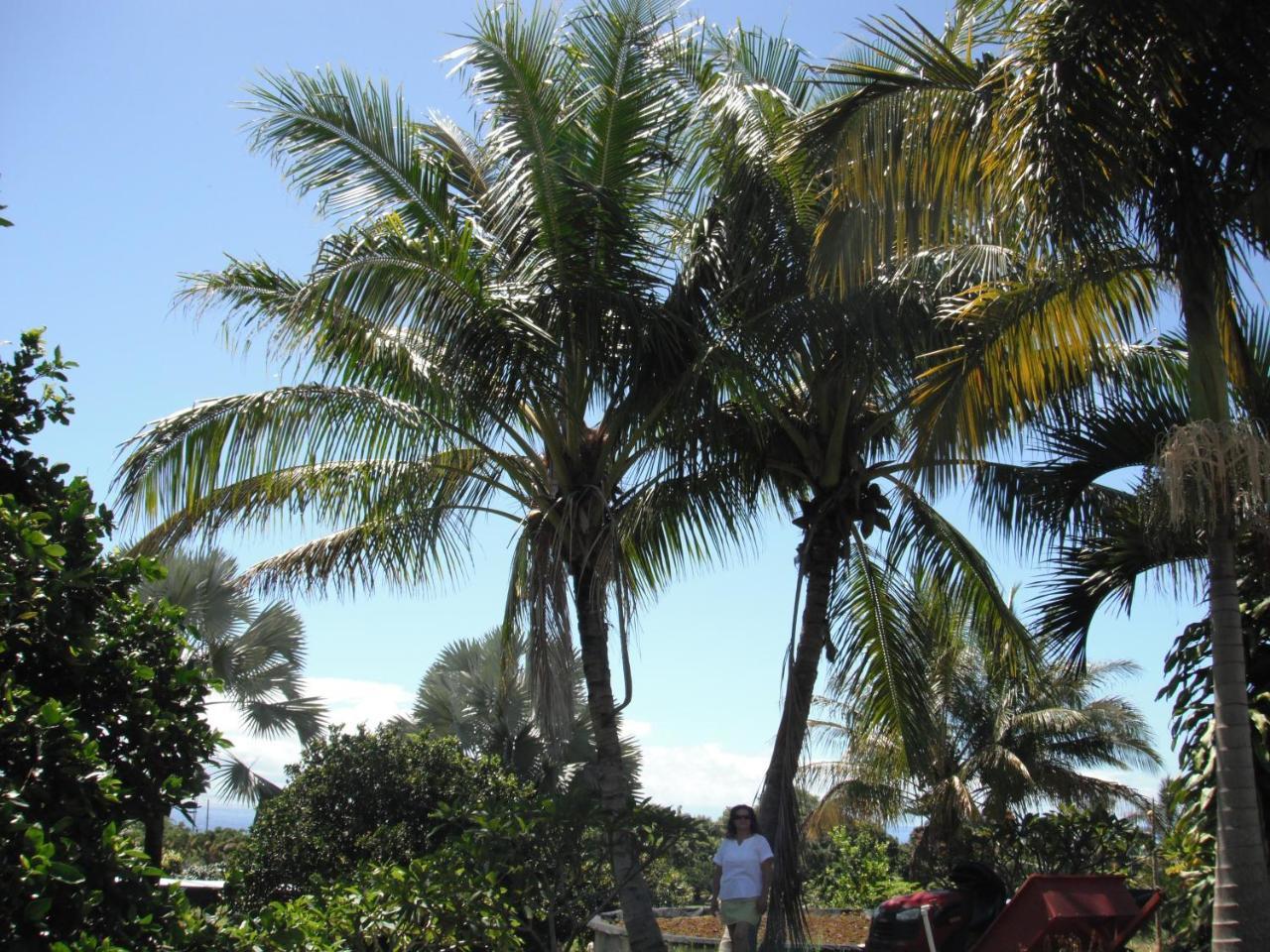 Island Goode'S - Luxury Adult Only Accommodation Near Hilo Papaikou 외부 사진
