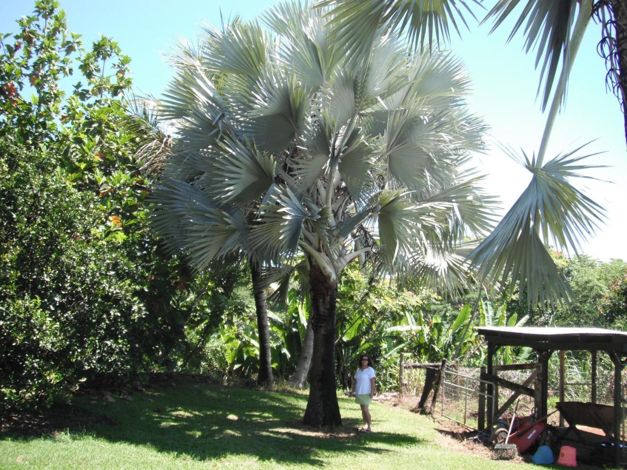Island Goode'S - Luxury Adult Only Accommodation Near Hilo Papaikou 외부 사진